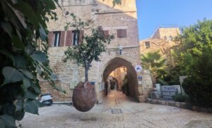 Suspended Orange Tree Jaffa 2026